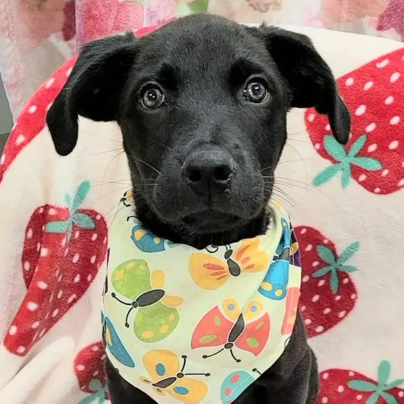 A young medium-sized female Black Labrador Retriever dog named Lacy for adoption in Woolwich, ME