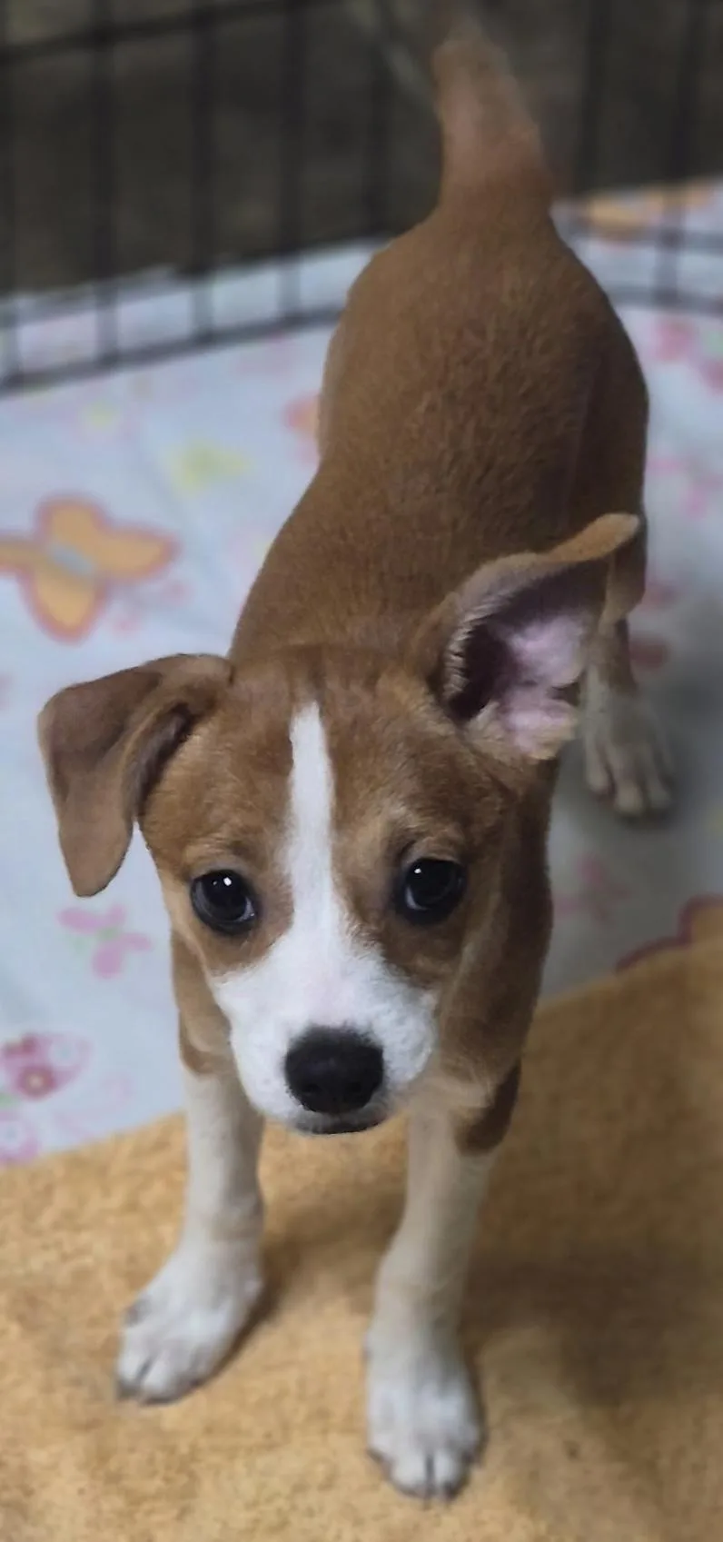 A baby small-sized female Jack Russell Terrier dog named Gretel for adoption in Los Angeles, CA