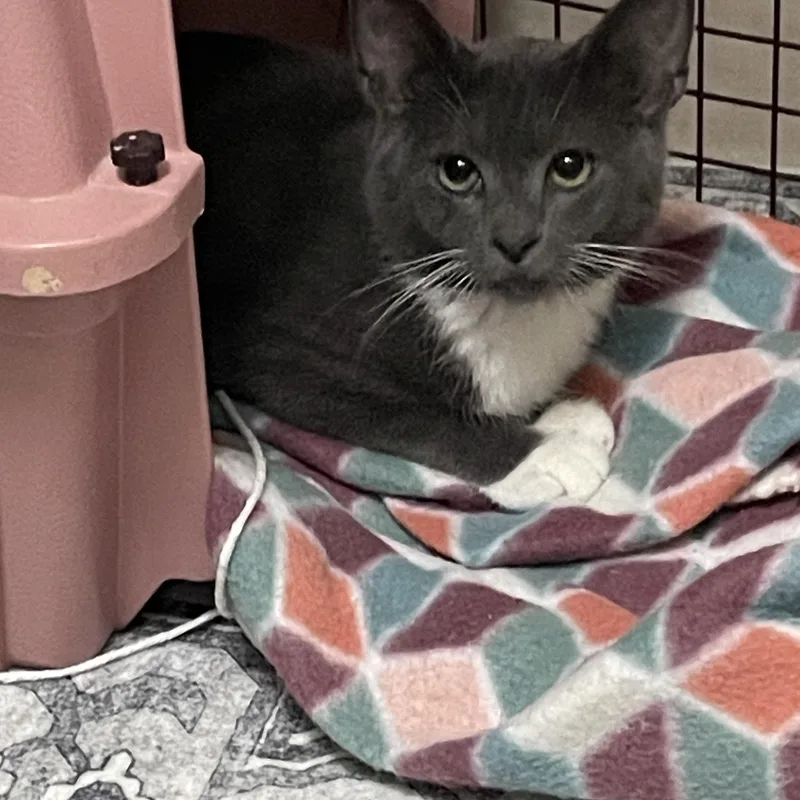 A baby medium-sized male Gray & White Domestic Short Hair cat named Wallace for adoption in Westfield, NJ