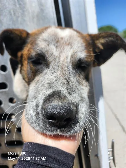 A young medium-sized male American Staffordshire Terrier dog named Bronco for adoption in San Antonio, TX