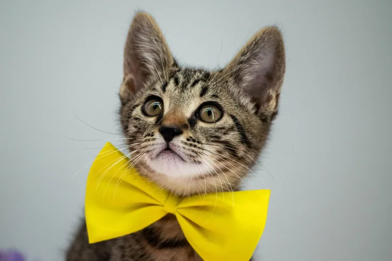 A baby small-sized male Tabby (Brown / Chocolate) Domestic Short Hair cat named Pompompurin for adoption in Sevierville, TN