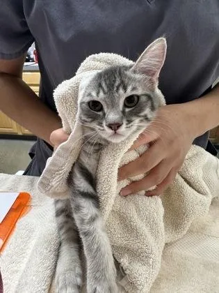 A baby medium-sized male Domestic Short Hair cat named Forester for adoption in Sacramento, CA