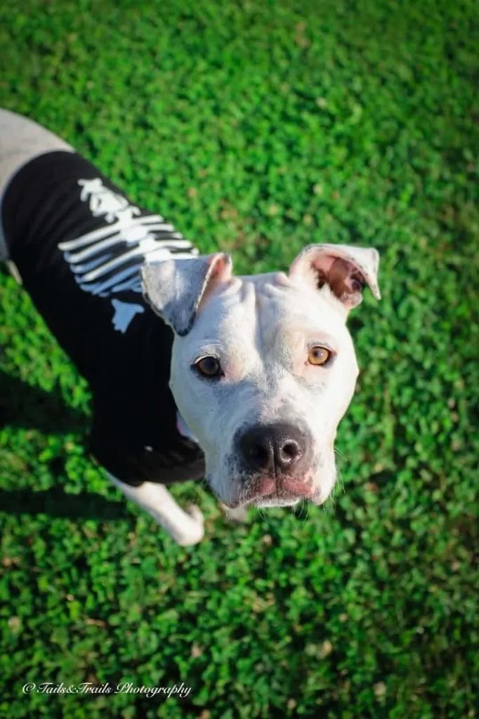 A young large-sized female Pit Bull Terrier dog named Princess Jane for adoption in Greensburg, IN