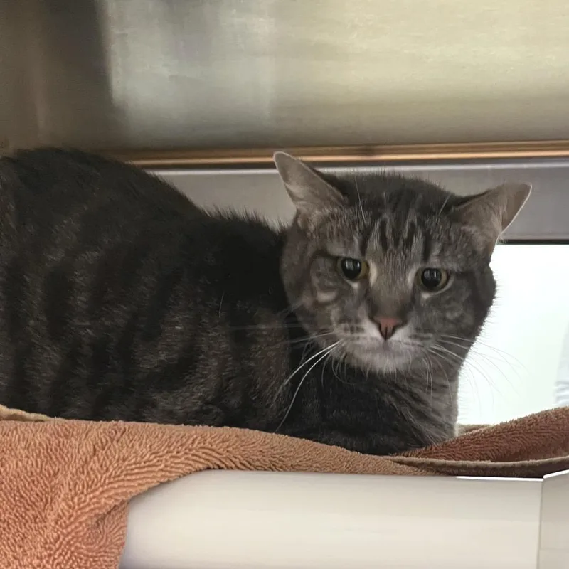 An adult extra large-sized female Gray / Blue / Silver Domestic Short Hair cat named Toast Crunch for adoption in York, PA