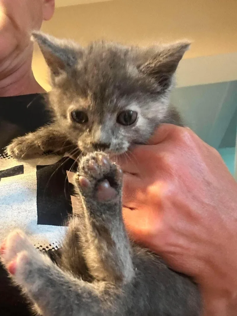 A baby small-sized female Domestic Short Hair cat named Theodora for adoption in Clymer, PA