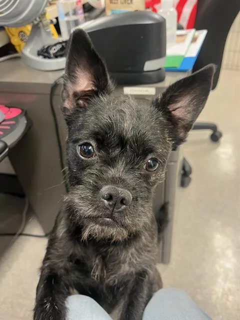 A young small-sized female Brussels Griffon dog named Cricket for adoption in Santa Rosa, CA