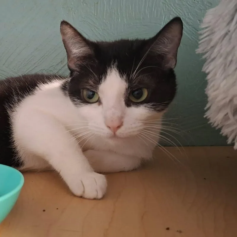 An adult medium-sized male Black Domestic Short Hair cat named Miss Lemon for adoption in Shippenville, PA