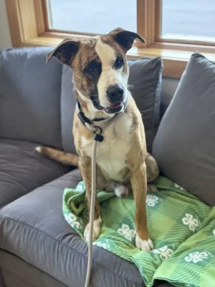 An adult large-sized male Boxer dog named Ozzy for adoption in Traverse City, MI