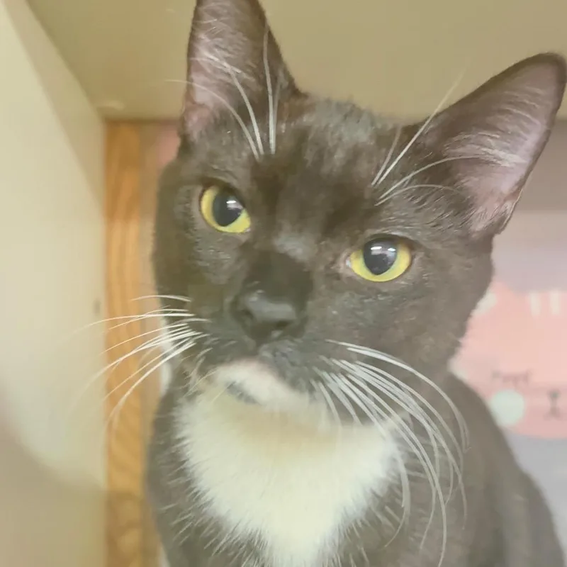 A young medium-sized female Black Domestic Short Hair cat named Billie Eillish for adoption in Hamburg, NY