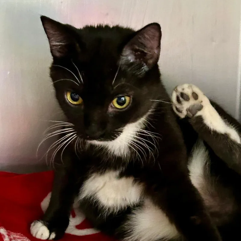 Billie Eillish thumbnail 2