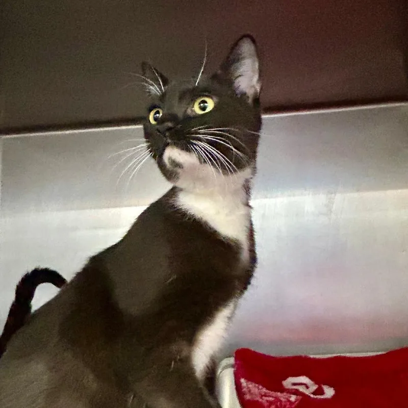 Billie Eillish thumbnail 3