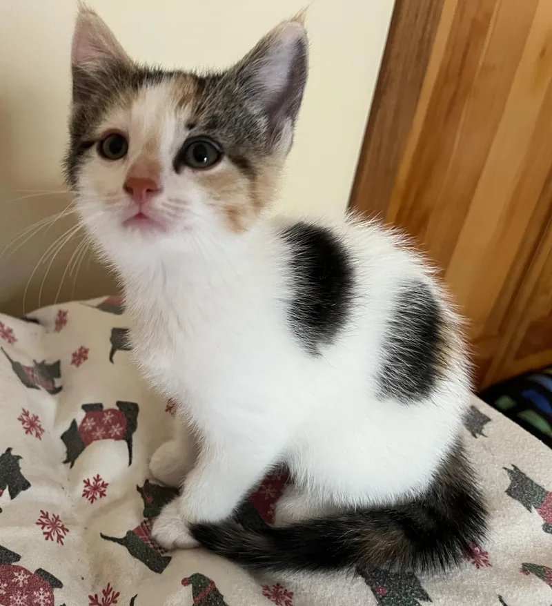 A baby medium-sized female Calico Domestic Short Hair cat named Trixie for adoption in Tomah, WI