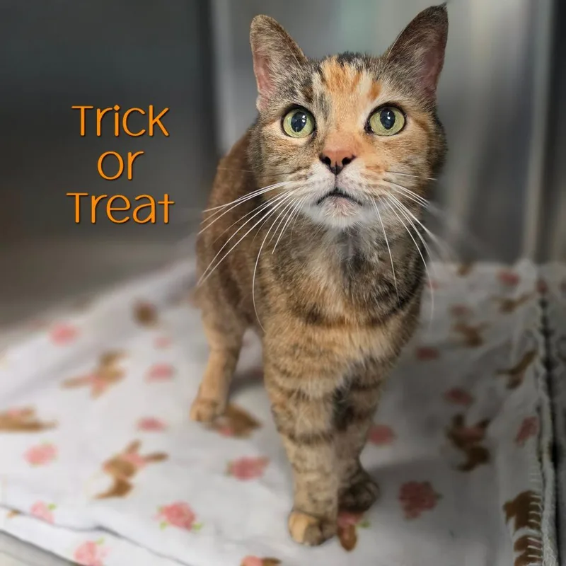 An adult medium-sized female Tortoiseshell Domestic Short Hair cat named Trick or Treat for adoption in Parkersburg, WV