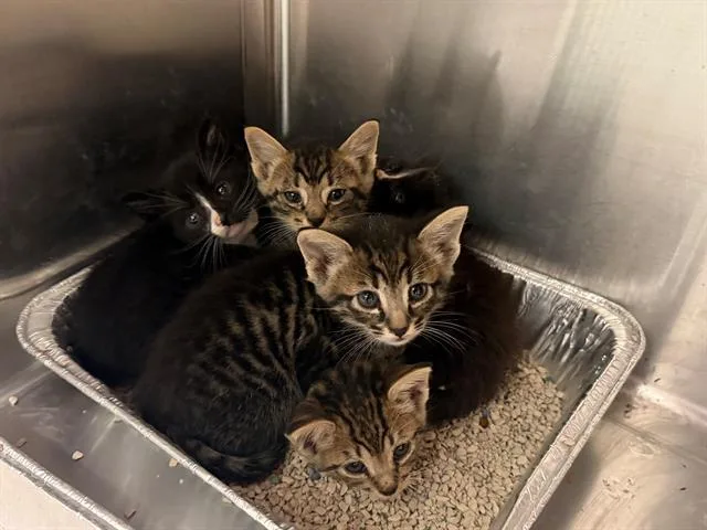A baby small-sized male Domestic Short Hair cat named Green Bean for adoption in Tustin, CA