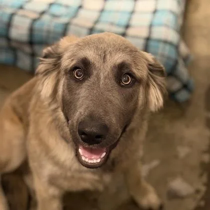A baby large-sized female Gray / Blue / Silver Anatolian Shepherd dog named Panic! At The Disco for adoption in Sacramento, CA