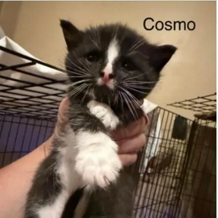 A baby small-sized male Black Domestic Short Hair cat named Cosmo Lichens for adoption in Woodstock, VA