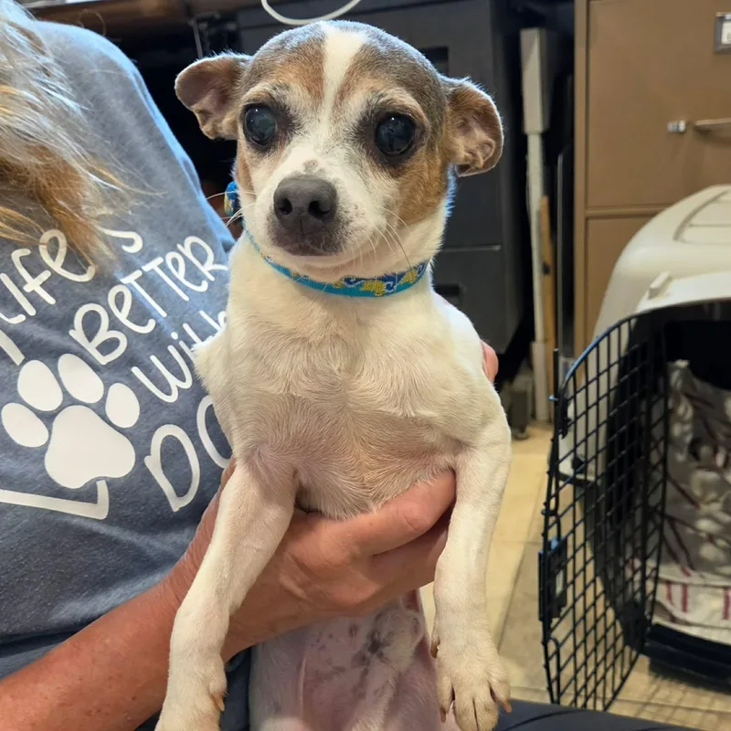 An adult small-sized male White / Cream Chihuahua dog named Roo for adoption in Sparta, WI