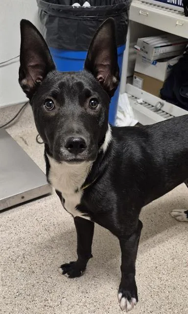 A young small-sized male Terrier dog named Zeus for adoption in Bakersfield, CA