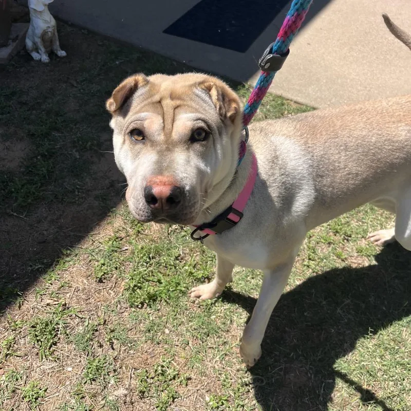An adult medium-sized female Shar-Pei dog named Marcy for adoption in Palestine, TX