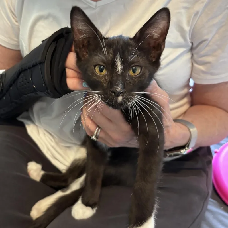 A baby medium-sized male Black Domestic Short Hair cat named Salem for adoption in Fairfax, VA