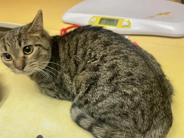 A young medium-sized female Domestic Short Hair cat named Ruby for adoption in Colorado Springs, CO