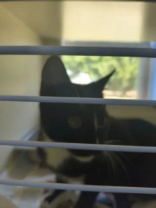 A young medium-sized female Domestic Short Hair cat named Pretty Gurl for adoption in Chamblee, GA