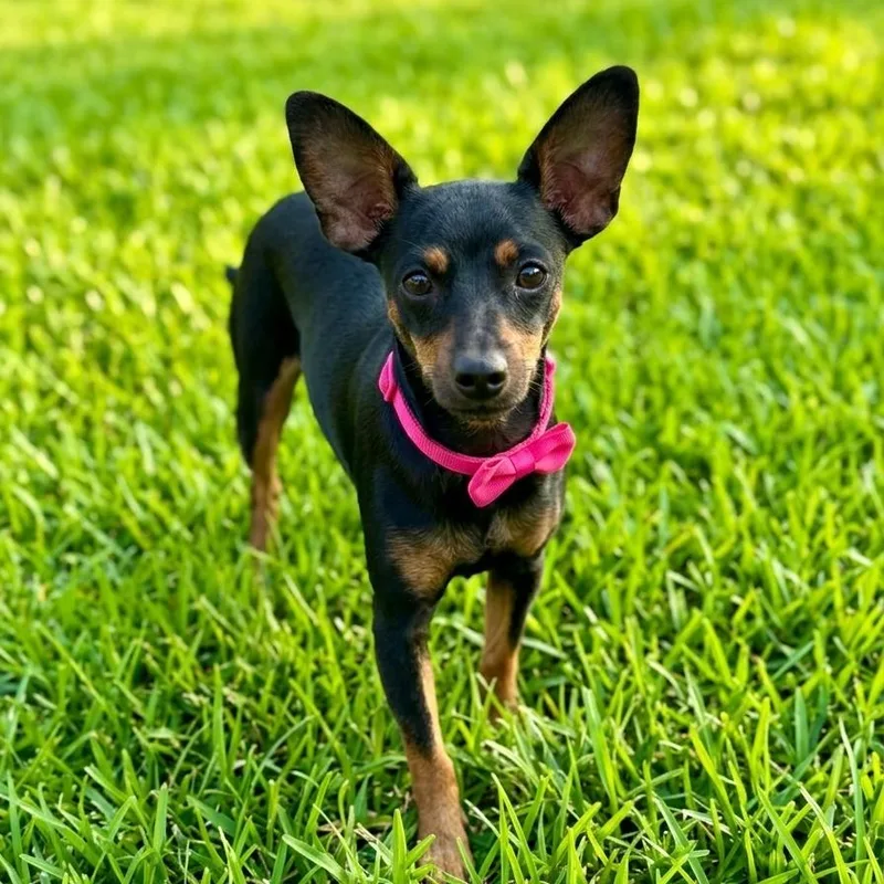 A young small-sized female Black Miniature Pinscher dog named Bonnie for adoption in Las Vegas, NV