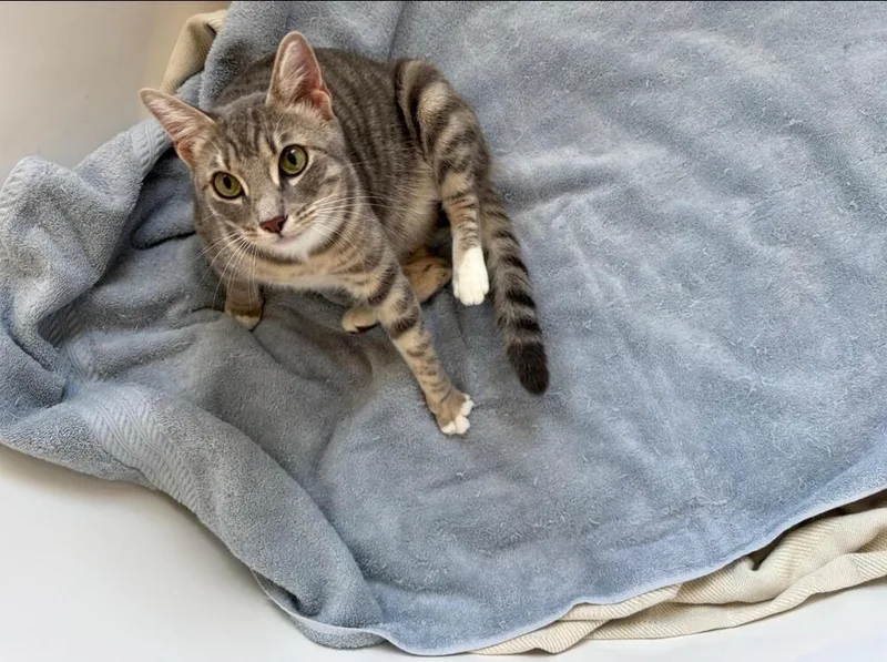 A young medium-sized female Domestic Short Hair cat named Starbuck for adoption in Lancaster, CA