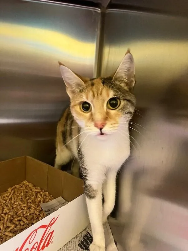 An adult medium-sized female Calico Domestic Short Hair cat named Trudy for adoption in Jackson, TN