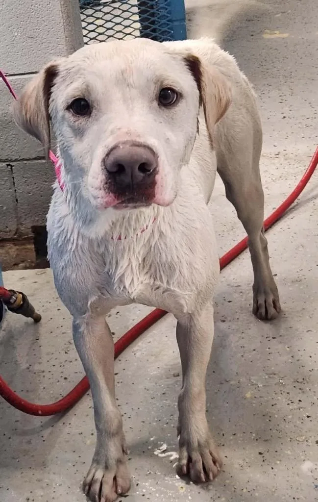A young medium-sized male Labrador Retriever dog named Tundra for adoption in North Syracuse, NY