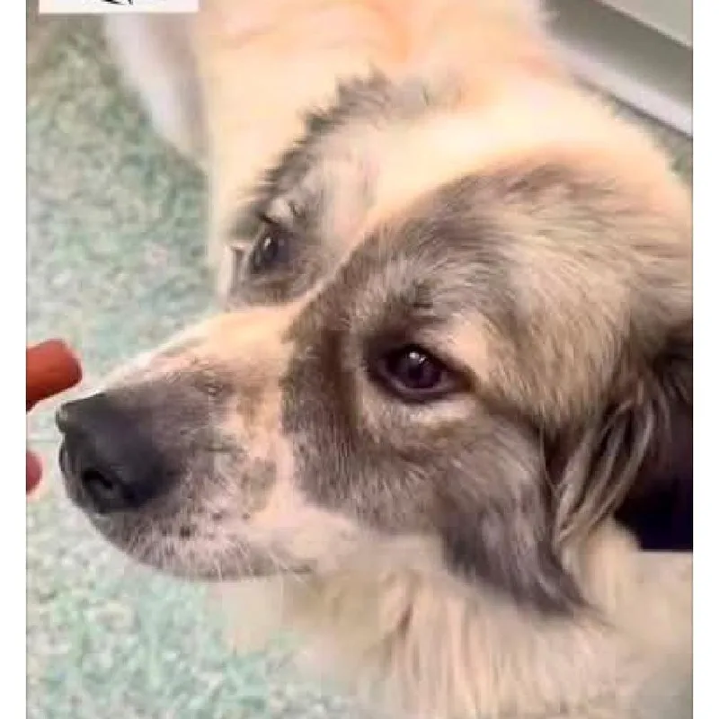 A young large-sized male Great Pyrenees dog named Hagrid for adoption in Conway, SC