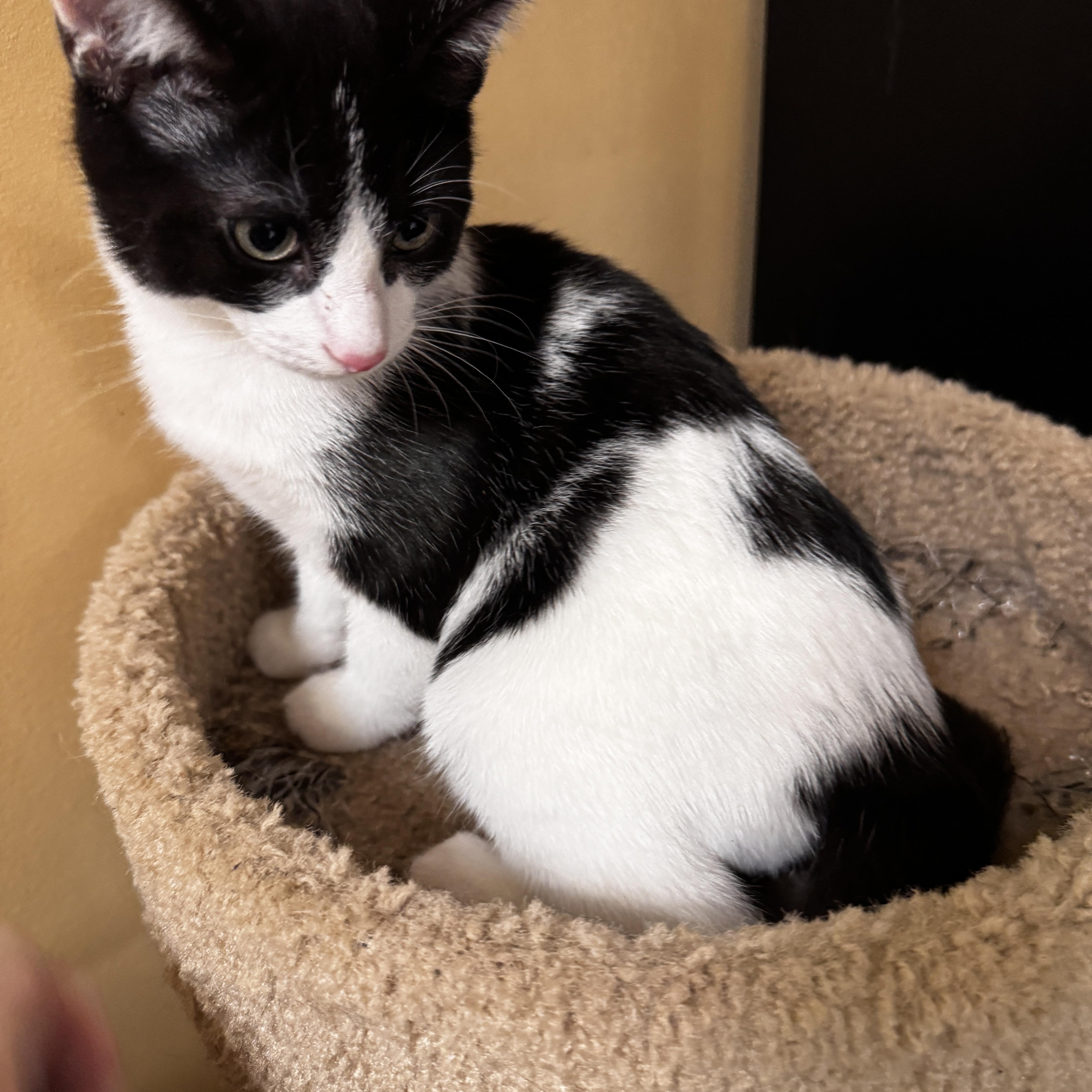 A baby medium-sized male Black & White / Tuxedo Tuxedo cat named Roy for adoption in Independence, OH
