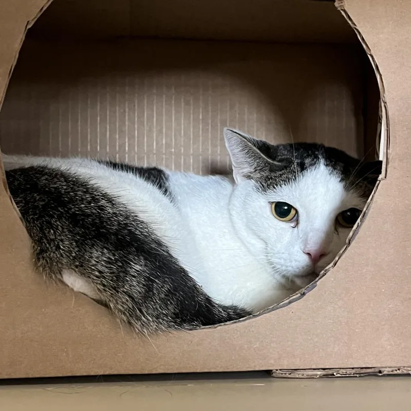 An adult small-sized male Domestic Short Hair cat named Chicken Nugget for adoption in Idaho Falls, ID
