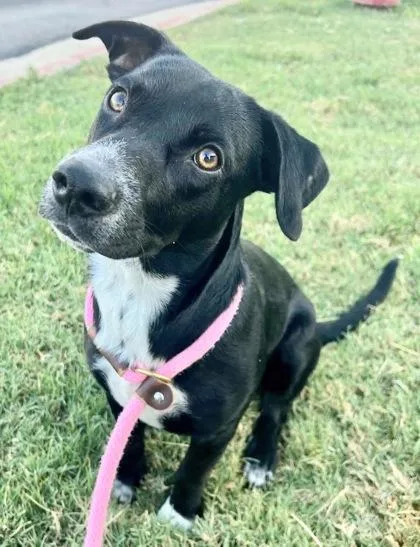 An adult medium-sized female Black Mixed Breed dog named Meadow for adoption in Georgetown, TX