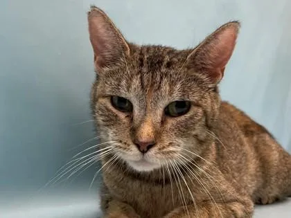 An adult small-sized female Domestic Short Hair cat named Peanut Butter Cup for adoption in Coon Rapids, MN