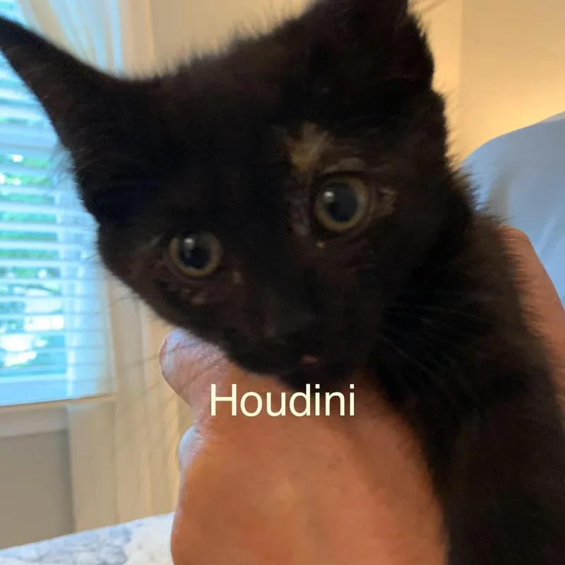 Houdini