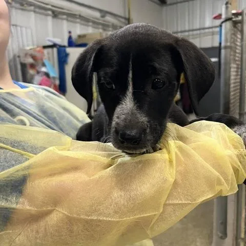 A baby medium-sized female Apricot / Beige Mixed Breed dog named Triceratops for adoption in Franklin, NC