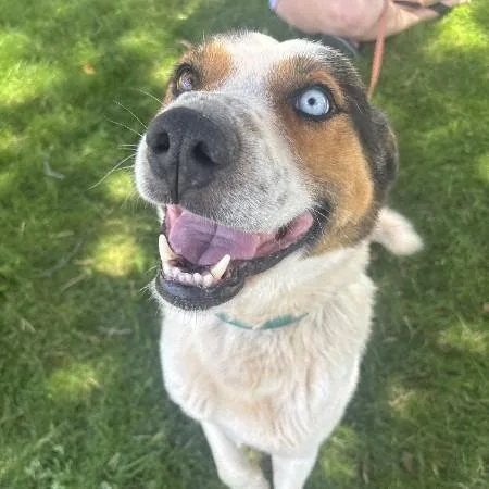An adult medium-sized male Cattle Dog dog named Squire for adoption in Flagstaff, AZ