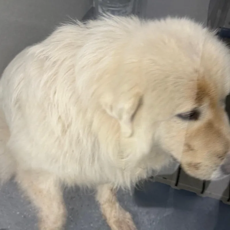 Polar Bear thumbnail 2