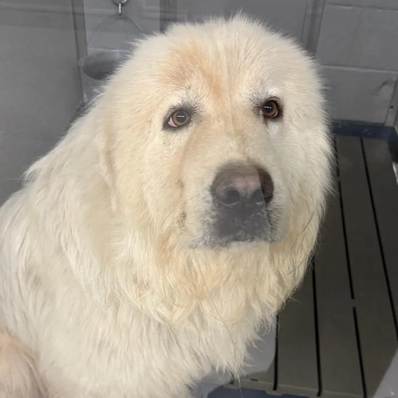 An adult extra large-sized male White / Cream Great Pyrenees dog named Polar Bear for adoption in Galax, VA