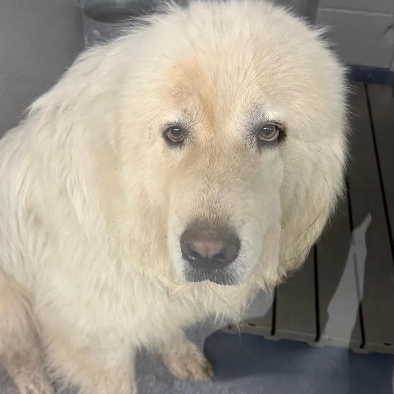 Polar Bear thumbnail 3