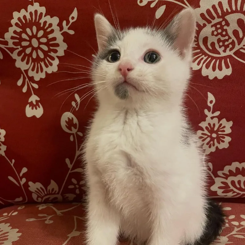 A baby small-sized male White Domestic Short Hair cat named Sammy for adoption in Granby, MO