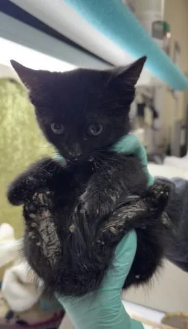 A baby small-sized male Domestic Short Hair cat named Thanos for adoption in Riverside, CA
