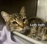 A senior medium-sized female Brown / Chocolate Domestic Short Hair cat named Laffy Taffy for adoption in Moline, IL
