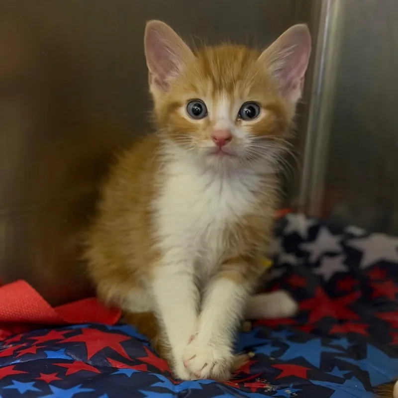 A baby small-sized male Orange / Red Domestic Short Hair cat named Harris for adoption in Fort Smith, AR