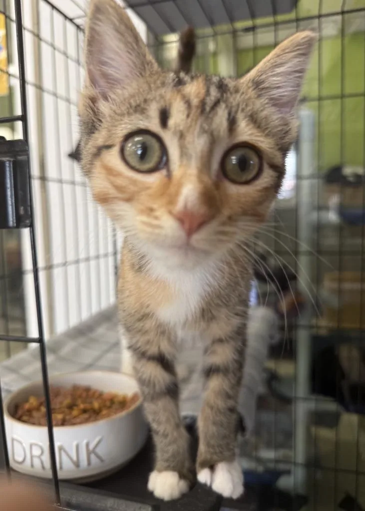 A baby small-sized female Domestic Short Hair cat named Sabine for adoption in Lemoore, CA