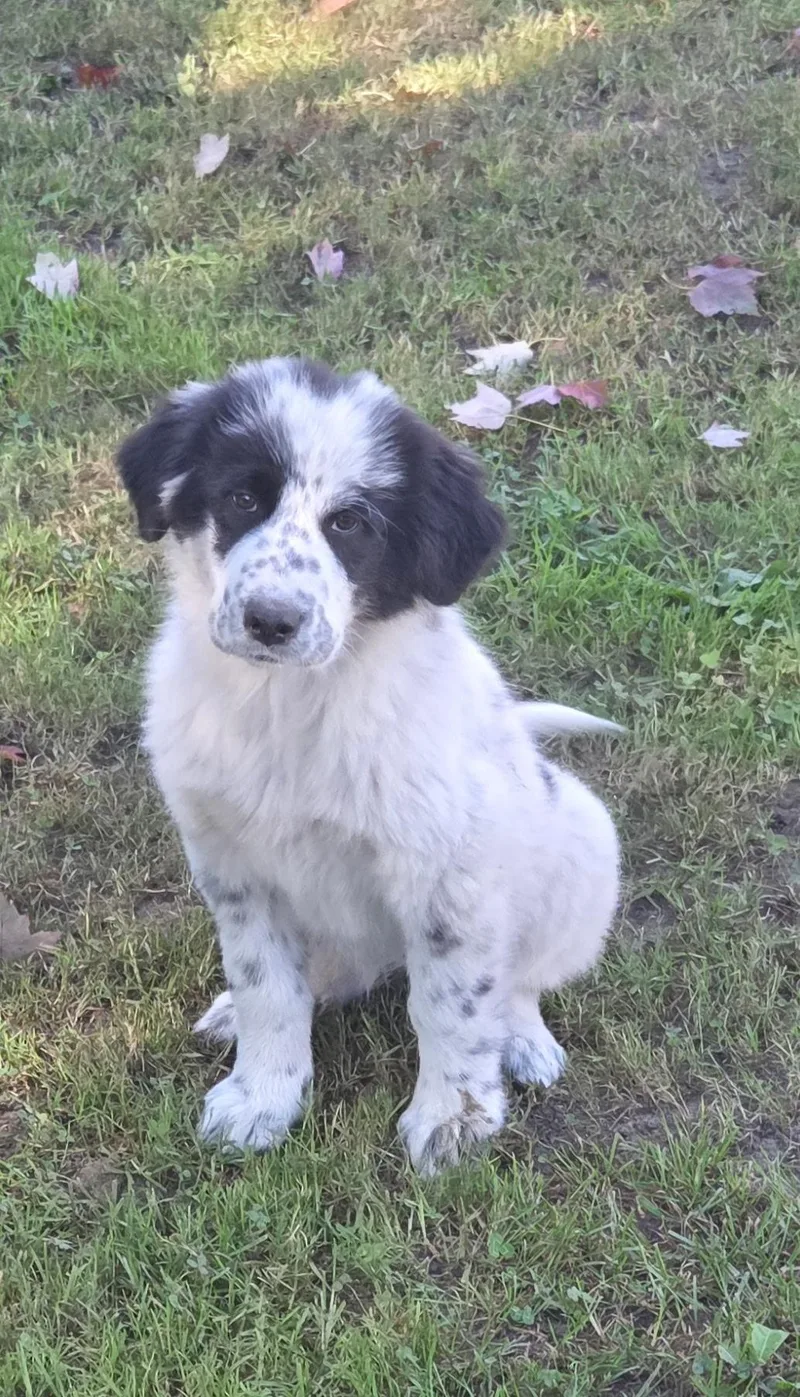 A baby large-sized female Great Pyrenees dog named Peggy for adoption in Warren, MI