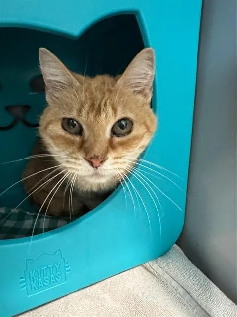 A senior medium-sized female Domestic Short Hair cat named Citrus for adoption in Leesburg, VA