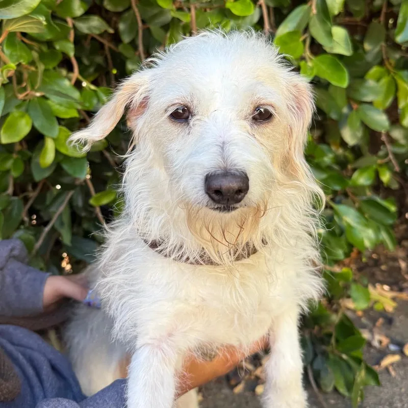 An adult small-sized female White / Cream Terrier dog named Baby for adoption in Santa Barbara, CA