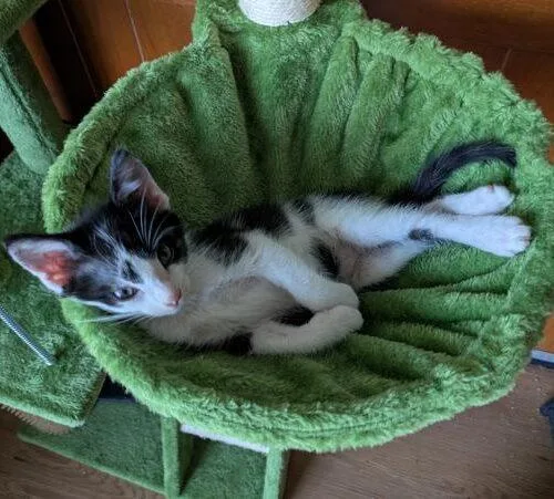 A baby small-sized male Domestic Short Hair cat named Benny Boy for adoption in Tampa, FL